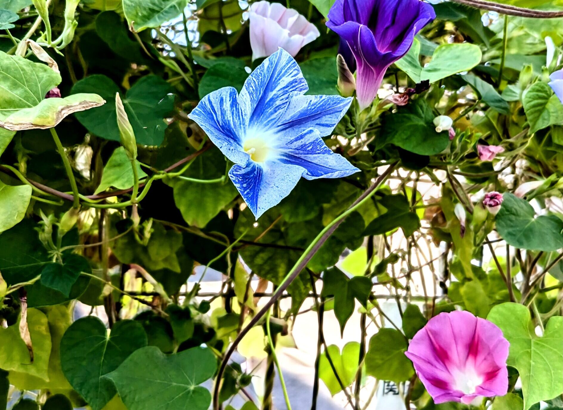 遅咲きの朝顔🌺 | 青い丘保育園